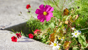 Garden Cosmos poppies The image is a nature photograph taken in the morning during the summer. The main subject is a Garden Cosmos poppy, which is prominently featured at the center with its vibrant pink petals and yellow stamen. Surrounding the Garden Cosmos, various flowers and plants, including small red and white blossoms, add a colorful diversity to the scene. The flowers and foliage are growing beside a concrete surface, capturing the lively details of a small garden area. This still life photograph highlights the natural beauty and variety of summer plants and flowers.